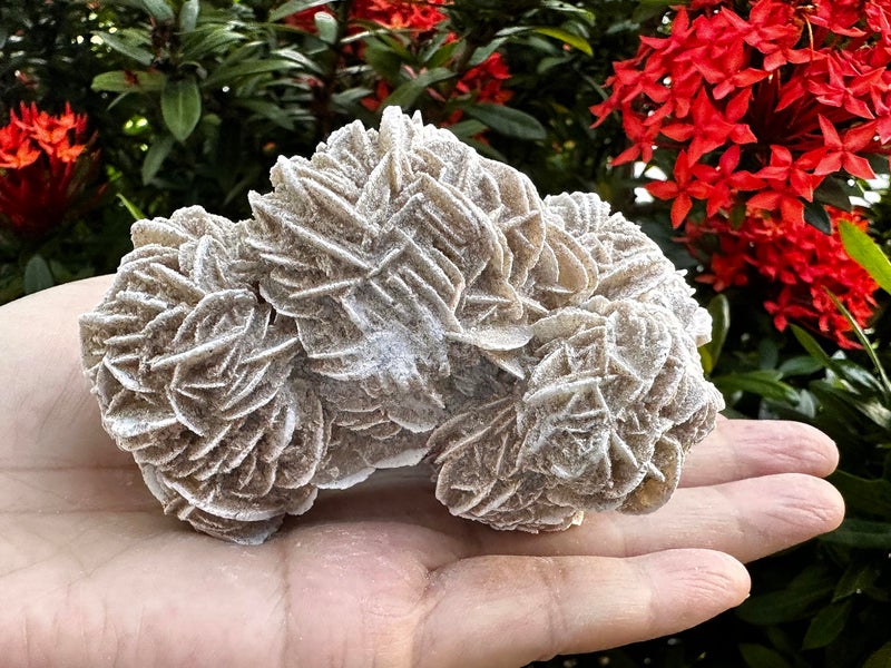 GAF TREASURES XL Raw Desert Rose 34 Natural Rough Desert Rose Desert Rose Rough Desert Rose Healing Rough Crystal Desert Rose 051 lb
